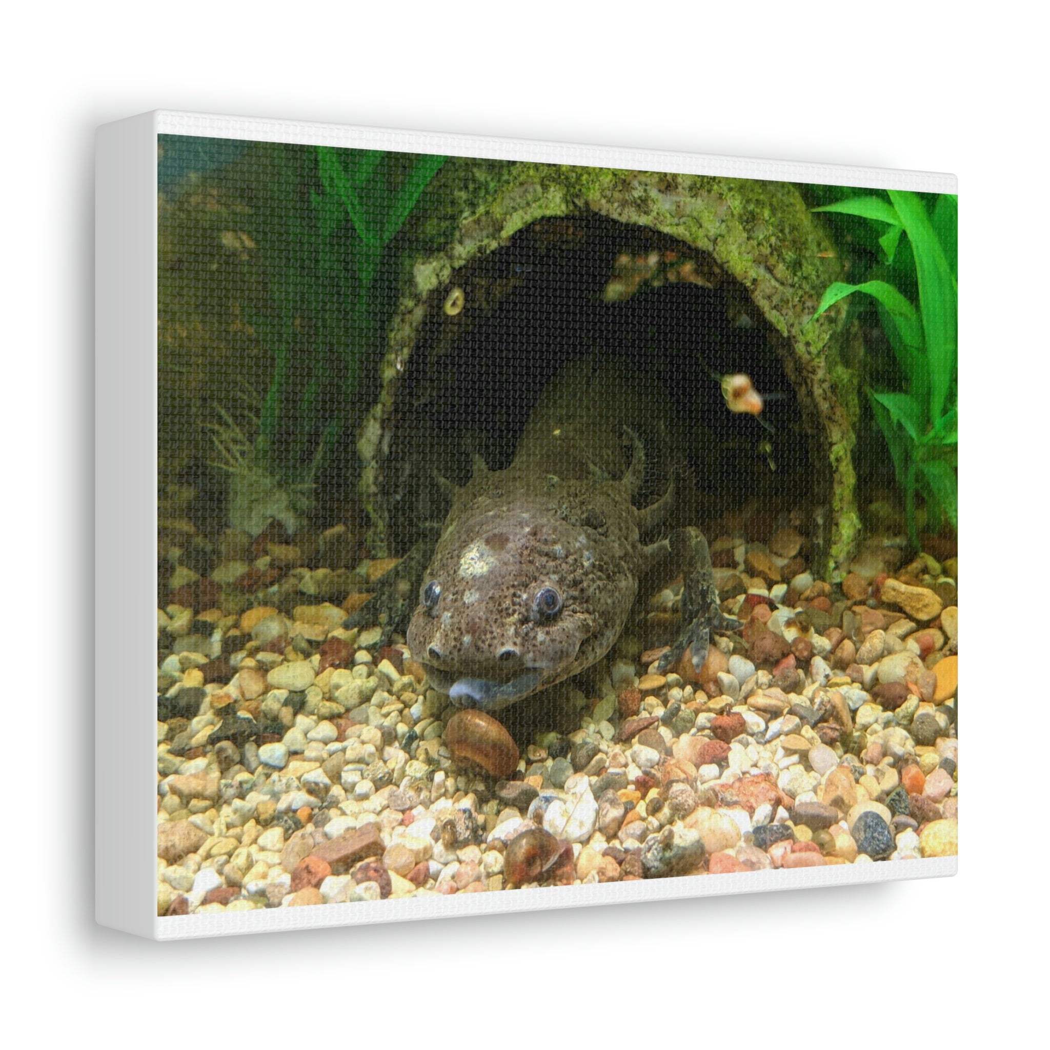 A vibrant Axolotl Stretched Canvas print showcasing a colorful axolotl design on a premium canvas, stretched over a sturdy wooden frame.