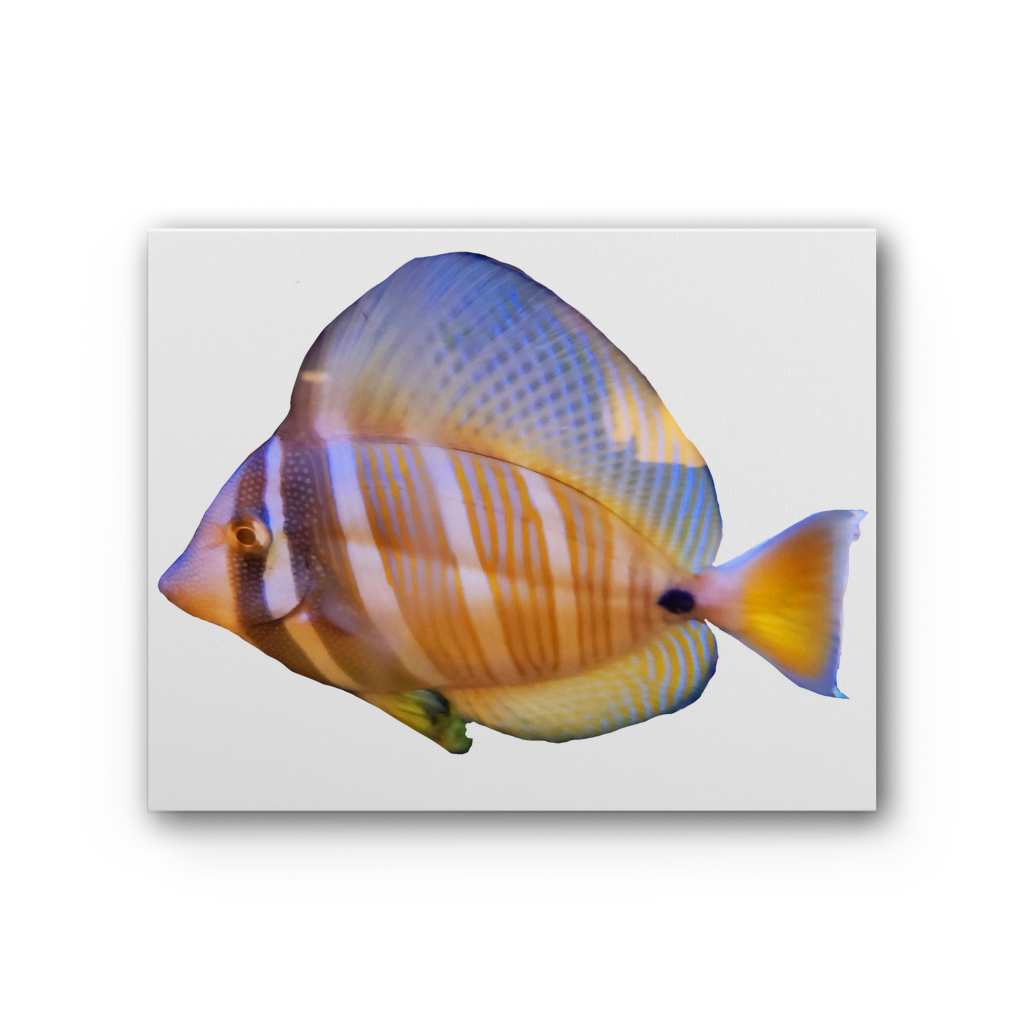 Beautiful Colored Fish Premium Stretched Canvas artwork featuring vibrant colors and intricate details, perfect for home or office decor.