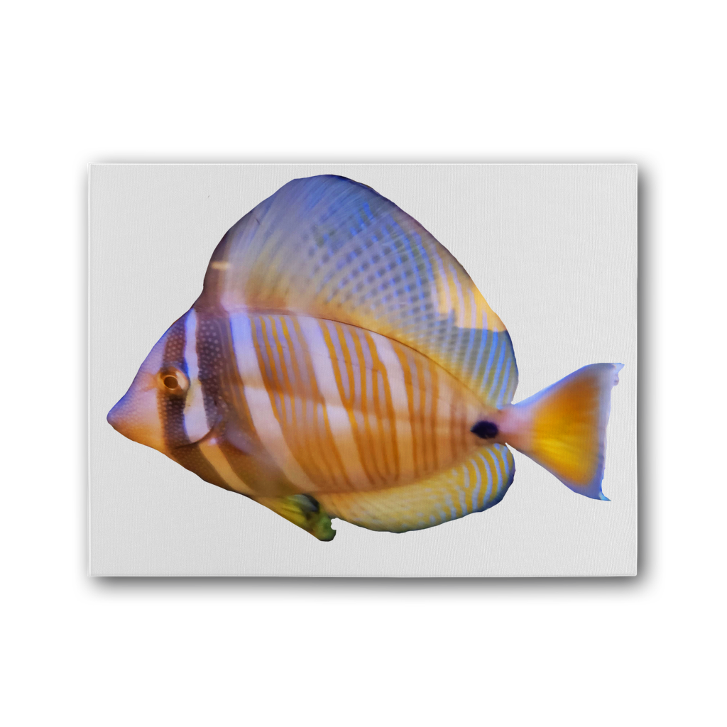 Beautiful Colored Fish Premium Stretched Canvas artwork featuring vibrant colors and intricate details, perfect for home or office decor.