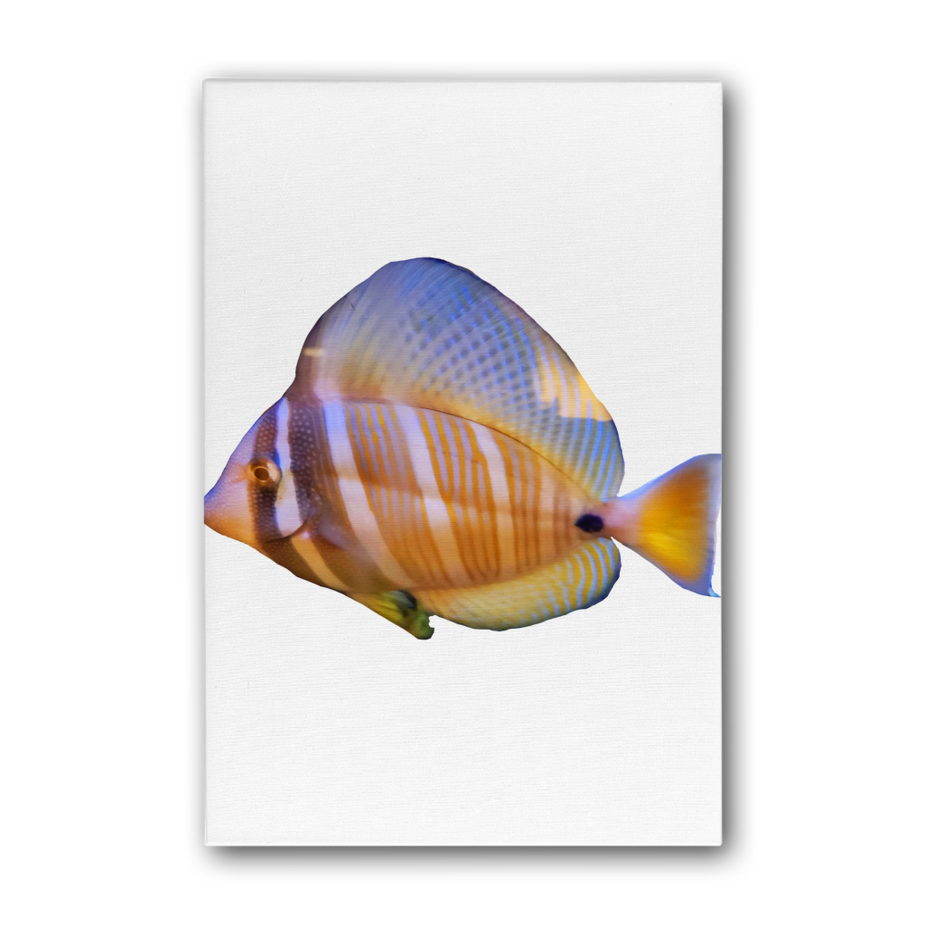 Beautiful Colored Fish Premium Stretched Canvas artwork featuring vibrant colors and intricate details, perfect for home or office decor.