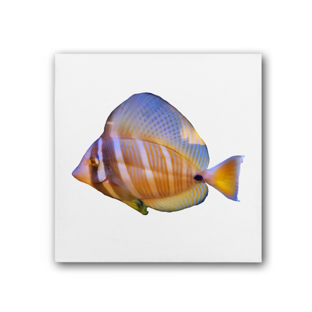 Beautiful Colored Fish Premium Stretched Canvas artwork featuring vibrant colors and intricate details, perfect for home or office decor.