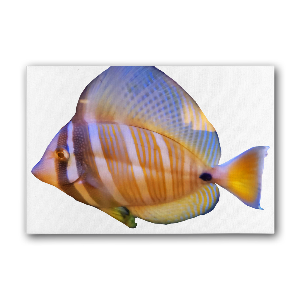 Beautiful Colored Fish Premium Stretched Canvas artwork featuring vibrant colors and intricate details, perfect for home or office decor.