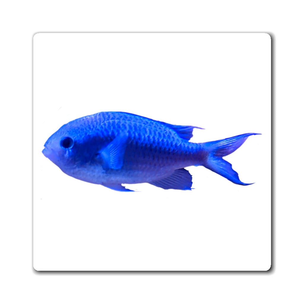 A set of vibrant blue fish magnets with a black backing, showcasing their strong and lightweight design.