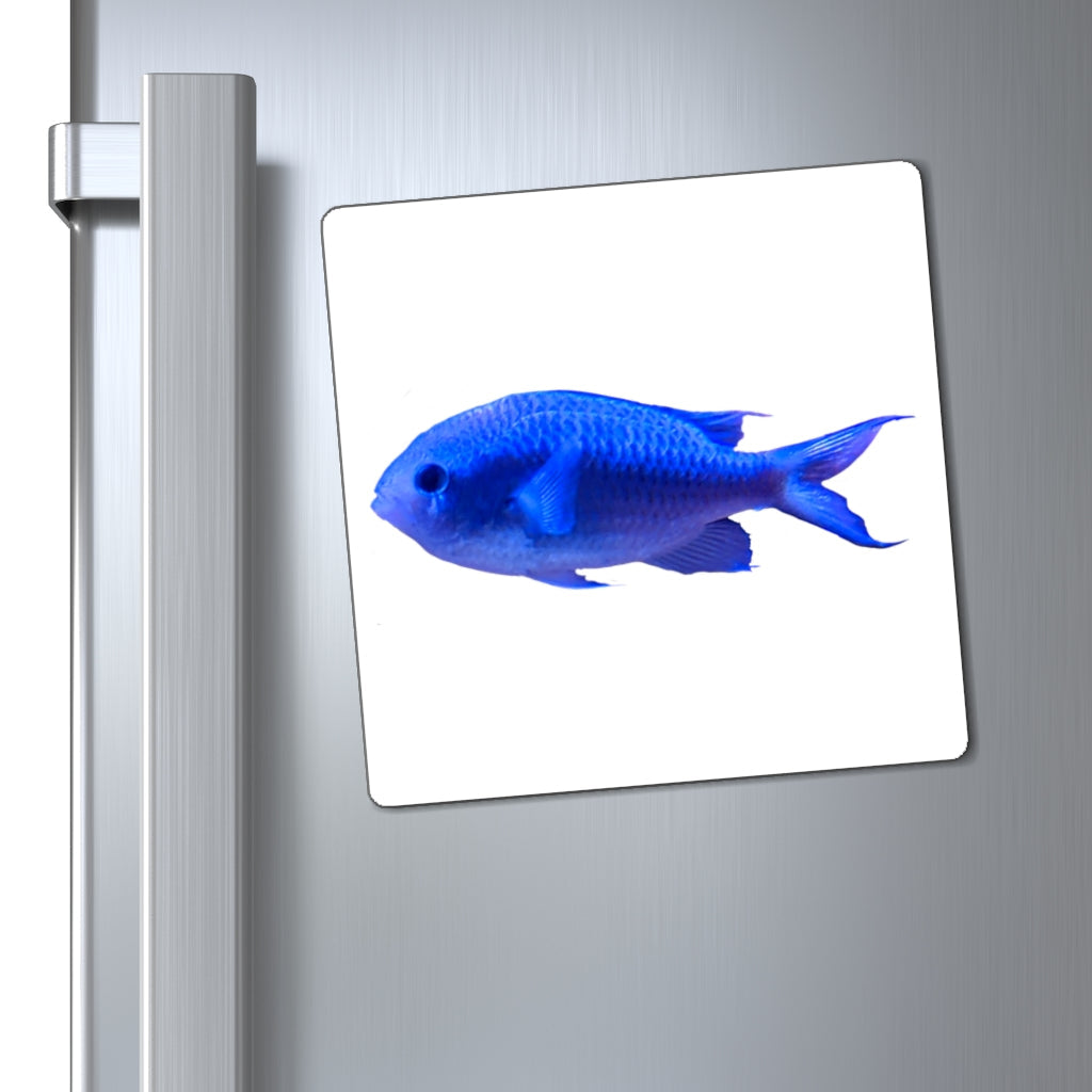 A set of vibrant blue fish magnets with a black backing, showcasing their strong and lightweight design.