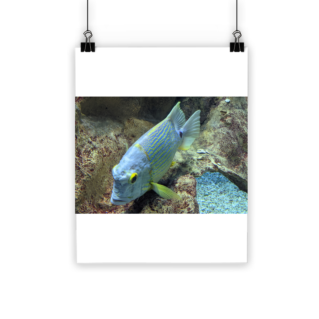 A vibrant Blue Yellow Fish Classic Poster featuring bright colors and a semi-gloss finish, suitable for indoor and outdoor display.