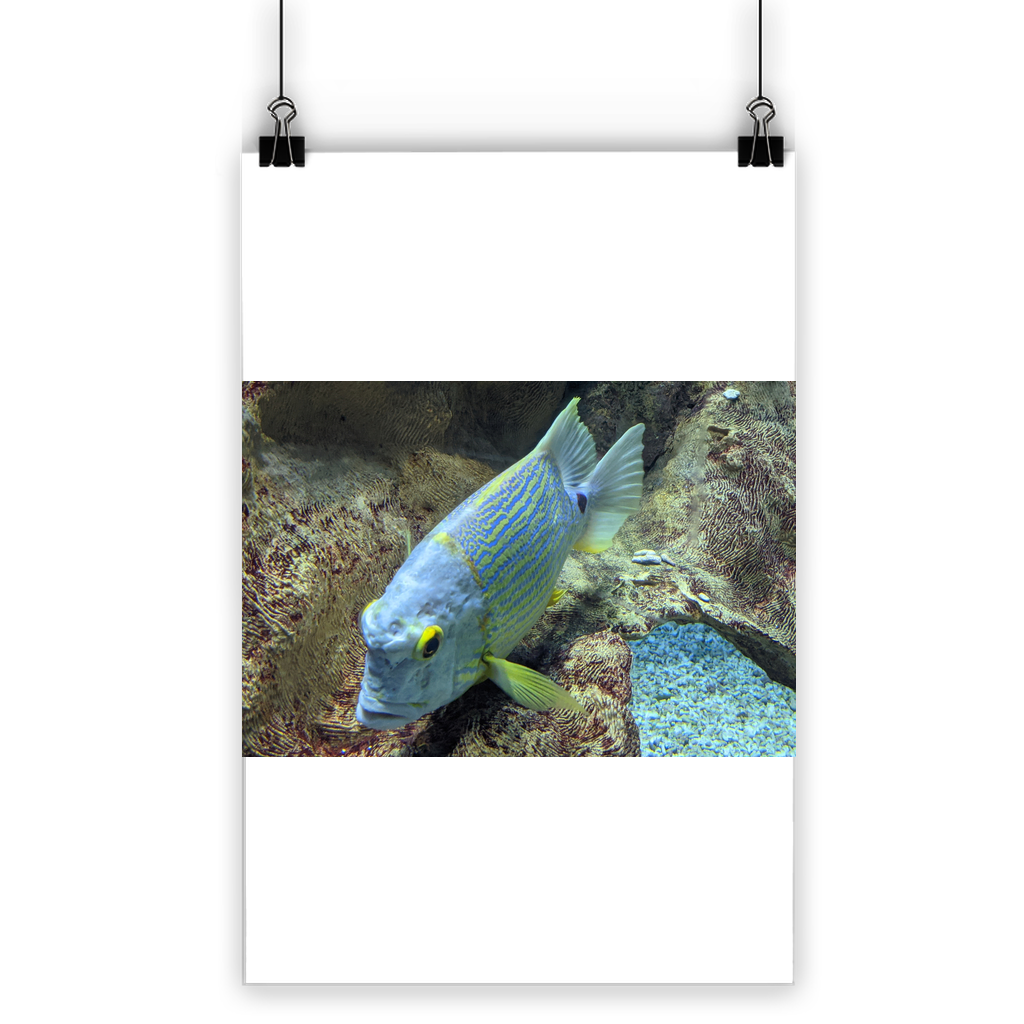 A vibrant Blue Yellow Fish Classic Poster featuring bright colors and a semi-gloss finish, suitable for indoor and outdoor display.