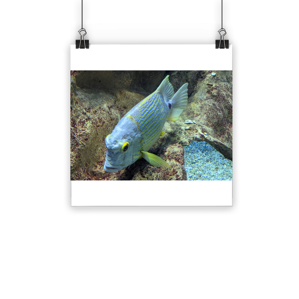 A vibrant Blue Yellow Fish Classic Poster featuring bright colors and a semi-gloss finish, suitable for indoor and outdoor display.