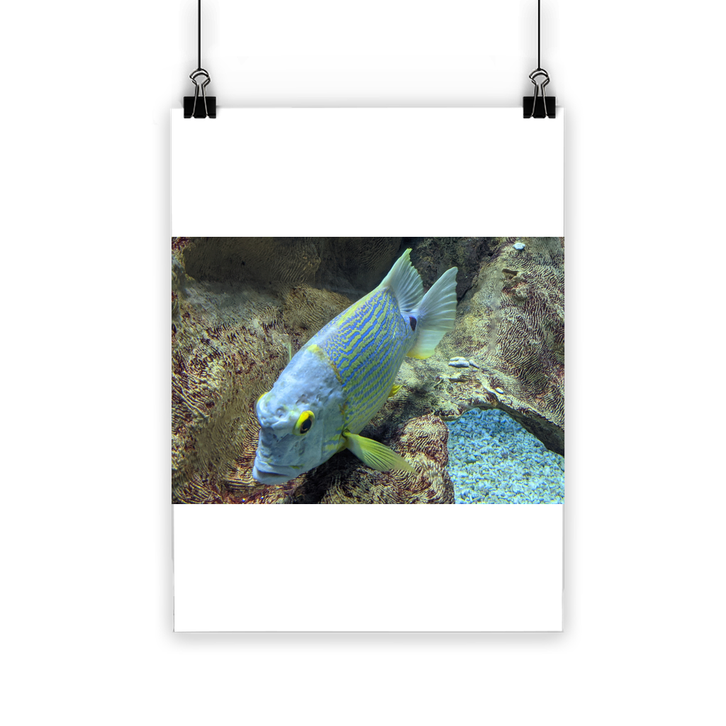 A vibrant Blue Yellow Fish Classic Poster featuring bright colors and a semi-gloss finish, suitable for indoor and outdoor display.