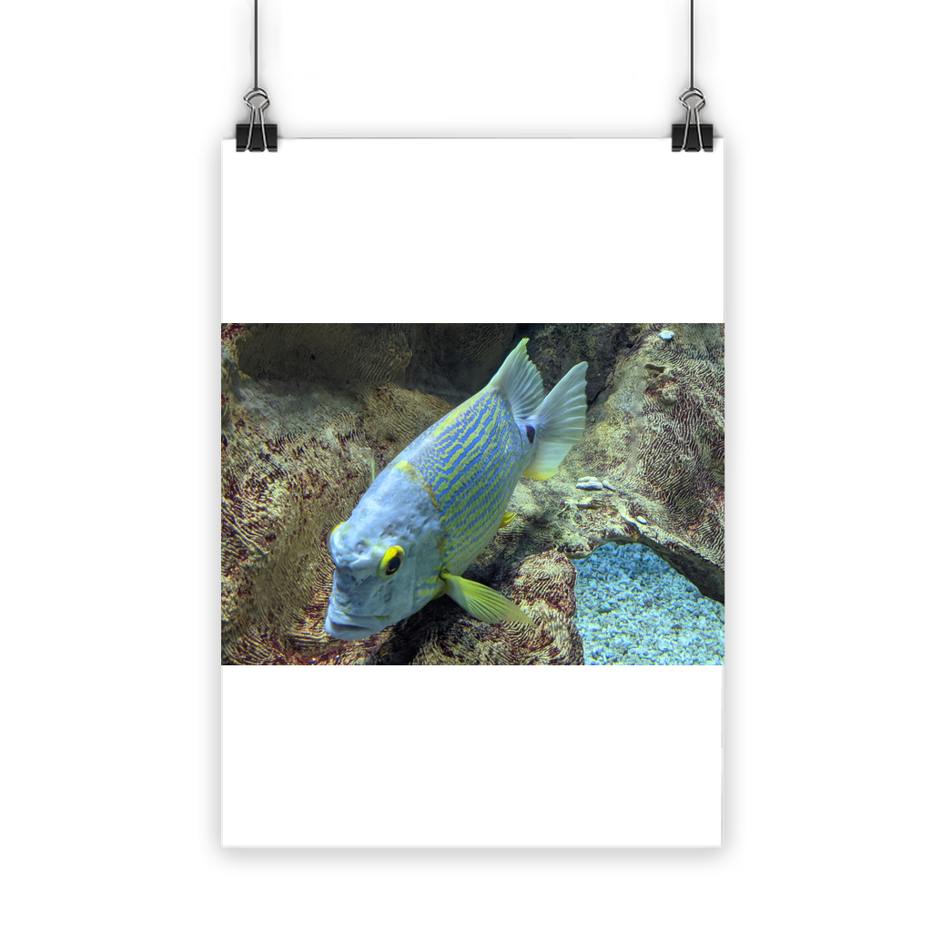 A vibrant Blue Yellow Fish Classic Poster featuring bright colors and a semi-gloss finish, suitable for indoor and outdoor display.