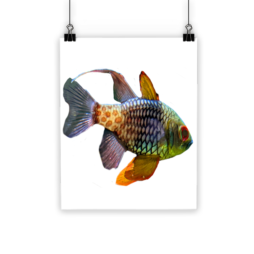 A vibrant Colored Fish Classic Poster featuring colorful fish designs on a semi-gloss paper, suitable for indoor and outdoor display.