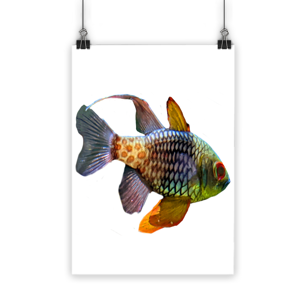 A vibrant Colored Fish Classic Poster featuring colorful fish designs on a semi-gloss paper, suitable for indoor and outdoor display.