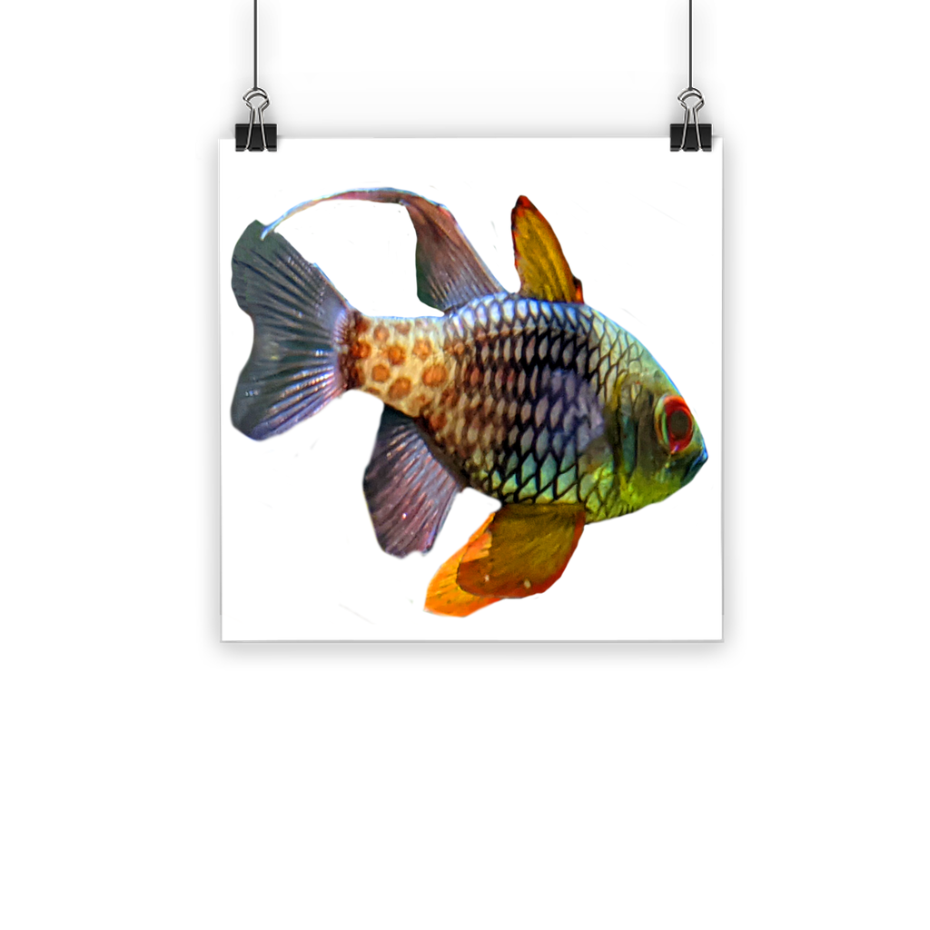 A vibrant Colored Fish Classic Poster featuring colorful fish designs on a semi-gloss paper, suitable for indoor and outdoor display.