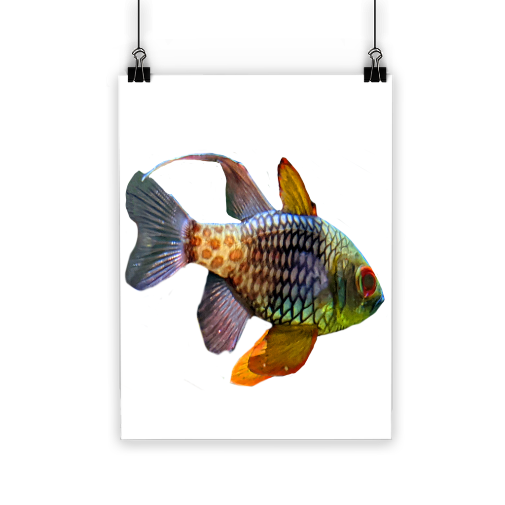 A vibrant Colored Fish Classic Poster featuring colorful fish designs on a semi-gloss paper, suitable for indoor and outdoor display.