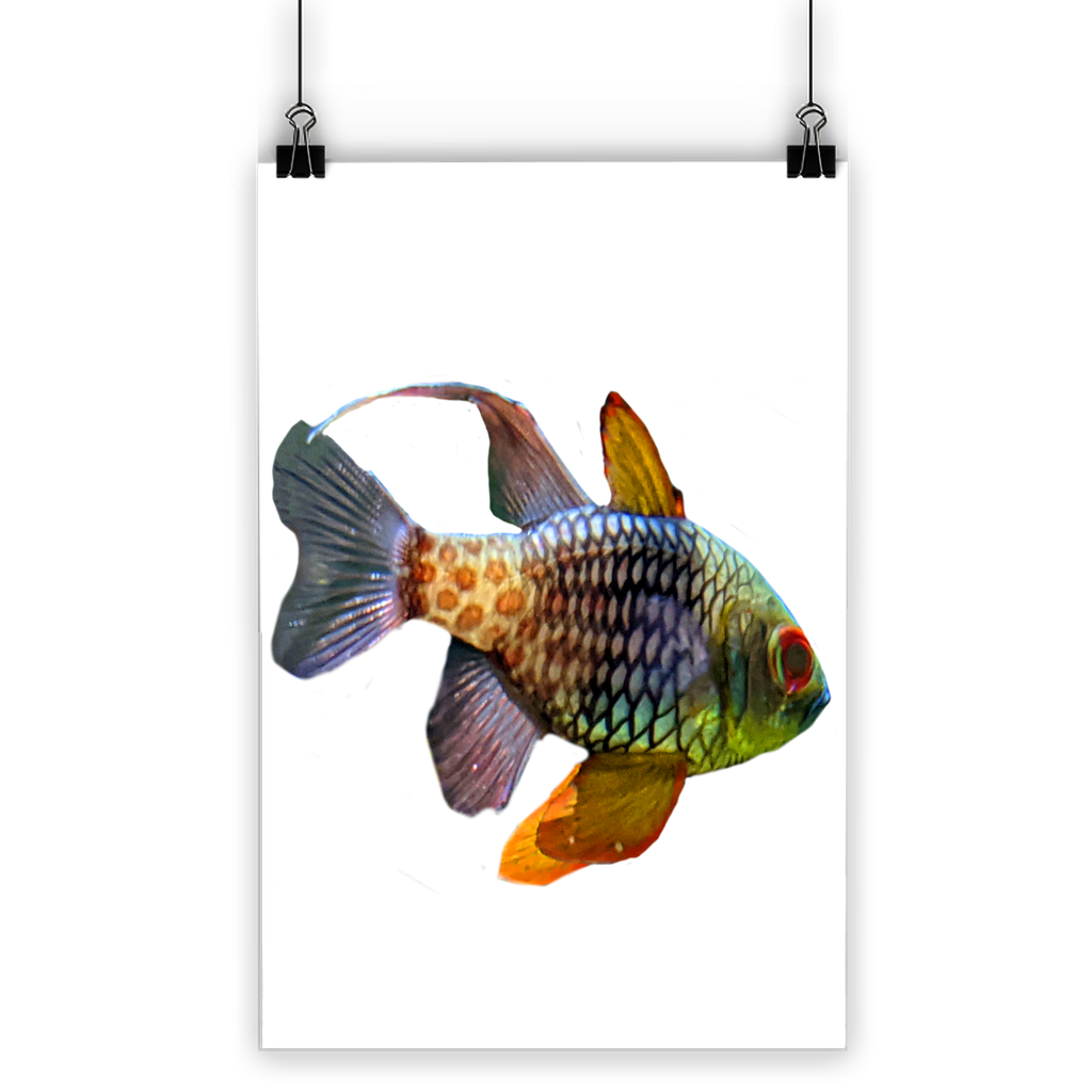 A vibrant Colored Fish Classic Poster featuring colorful fish designs on a semi-gloss paper, suitable for indoor and outdoor display.