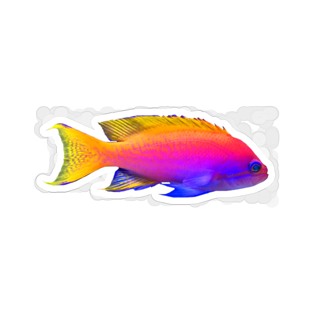 A collection of colorful fish kiss-cut stickers in various shapes and sizes, showcasing their vibrant designs and easy peel-off backing.