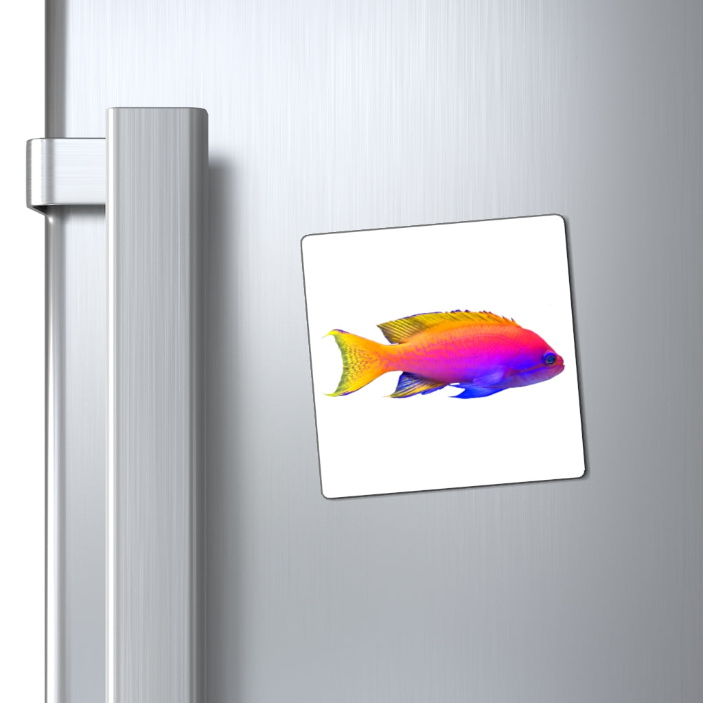 A set of colorful fish-shaped magnets in various sizes, showcasing vibrant colors and a sleek black backing, ideal for holding notes on metallic surfaces.