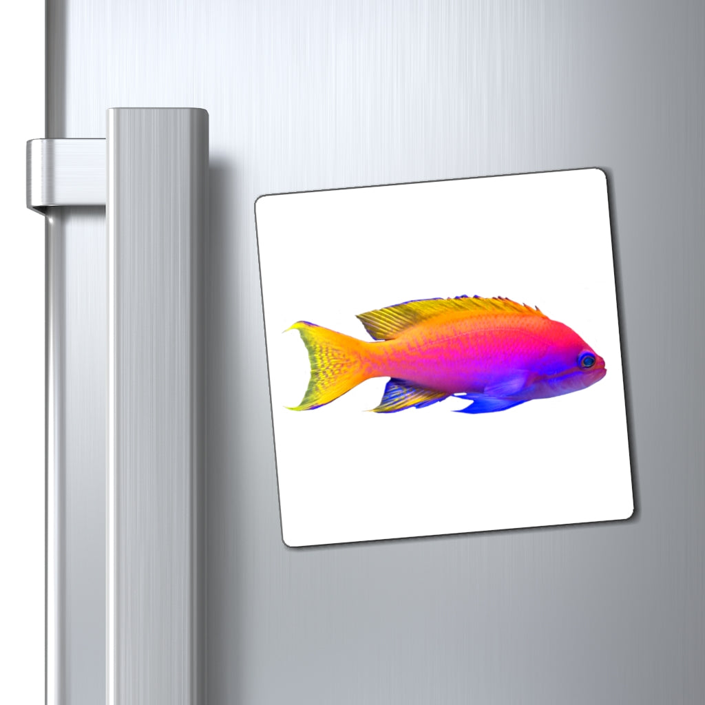 A set of colorful fish-shaped magnets in various sizes, showcasing vibrant colors and a sleek black backing, ideal for holding notes on metallic surfaces.