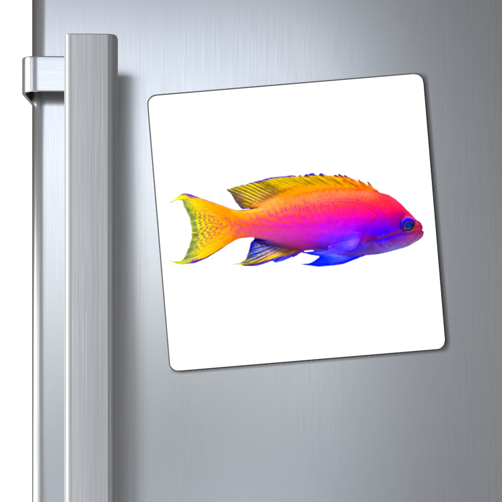 A set of colorful fish-shaped magnets in various sizes, showcasing vibrant colors and a sleek black backing, ideal for holding notes on metallic surfaces.