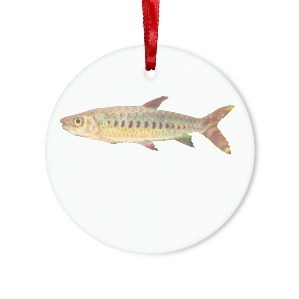 Colorful Fish Glass Hanging Ornament in round and heart shapes, beautifully crafted with vibrant colors, hanging with a red ribbon.