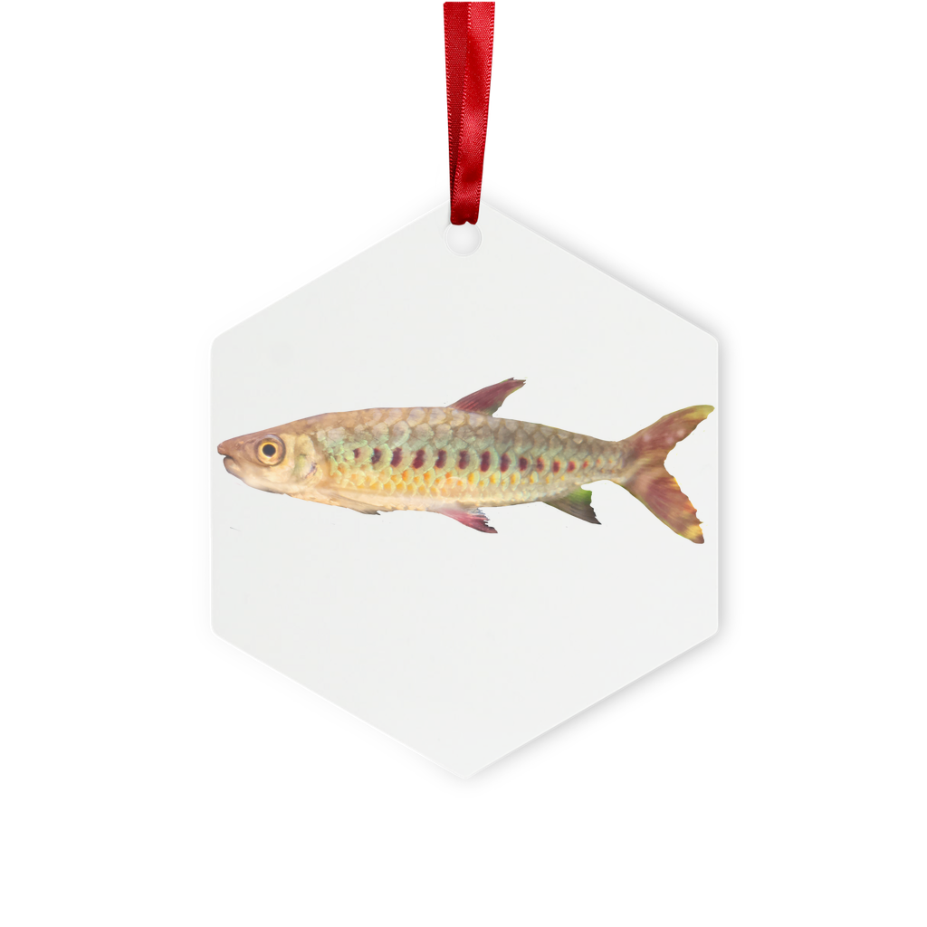 Colorful Fish Metal Hanging Ornament with red ribbon and gold string, available in hexagon and star shapes, beautifully packaged in a white box.