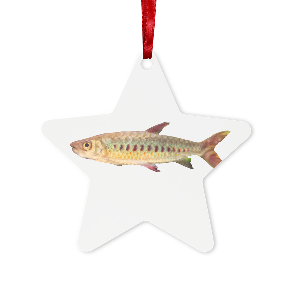 Colorful Fish Metal Hanging Ornament with red ribbon and gold string, available in hexagon and star shapes, beautifully packaged in a white box.