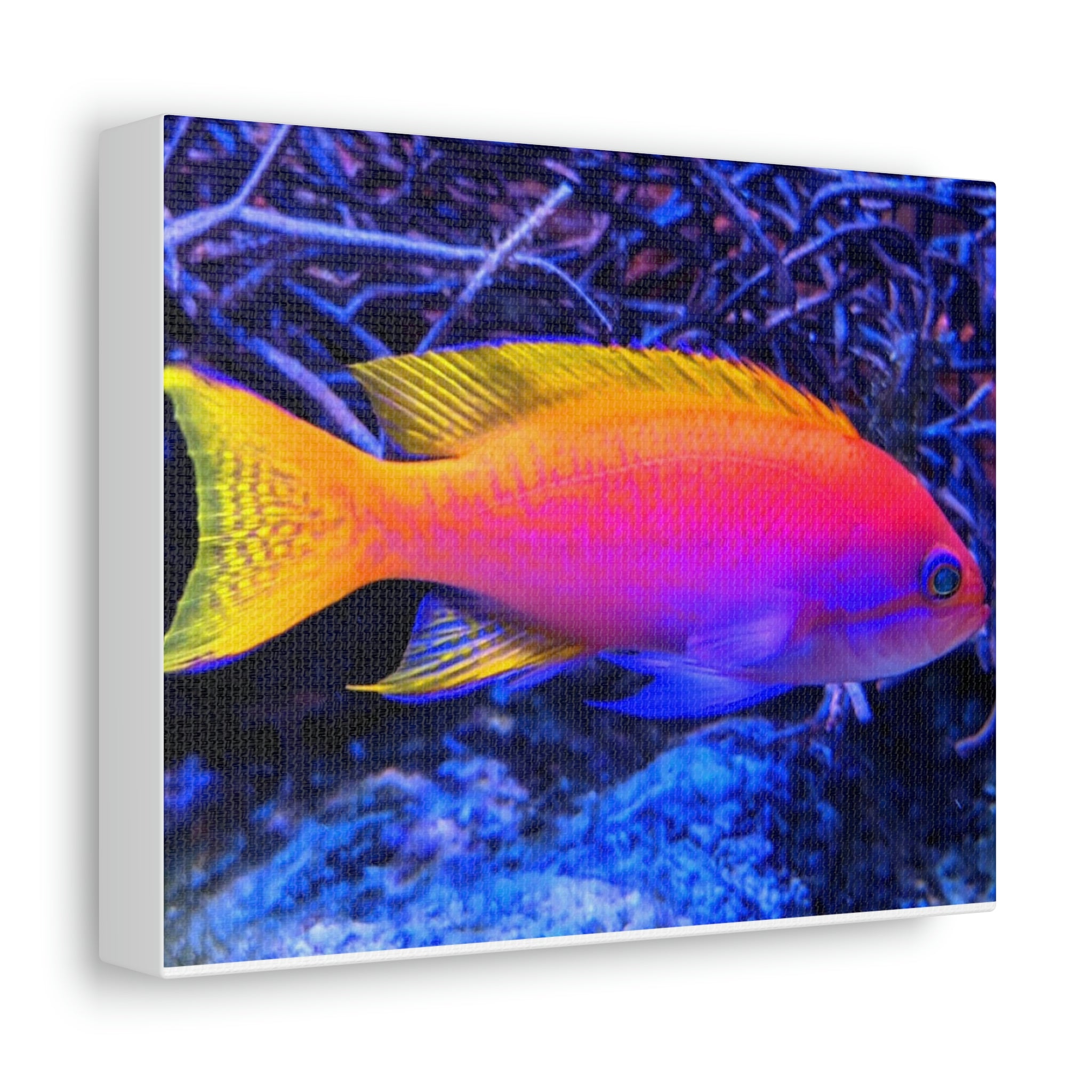 A vibrant stretched canvas featuring colorful fish swimming in a lively underwater scene, perfect for indoor decoration.