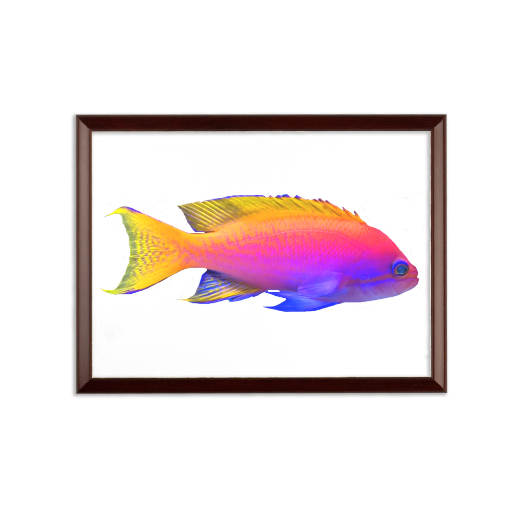 Colorful Fish Sublimation Wall Plaque with a brown wooden frame and white printable surface, showcasing vibrant colors and elegant design.