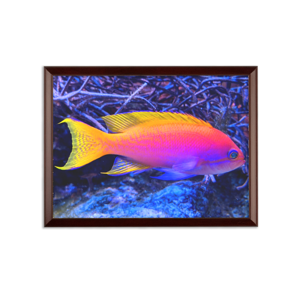 Colorful Fish Sublimation Wall Plaque with a brown wooden frame and white printable surface, showcasing vibrant colors.