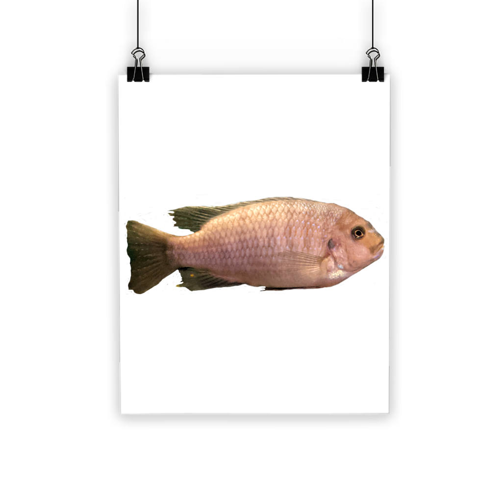 Cream Peach Fish Classic Poster featuring vibrant colors and a semi-gloss finish, suitable for indoor and outdoor use.