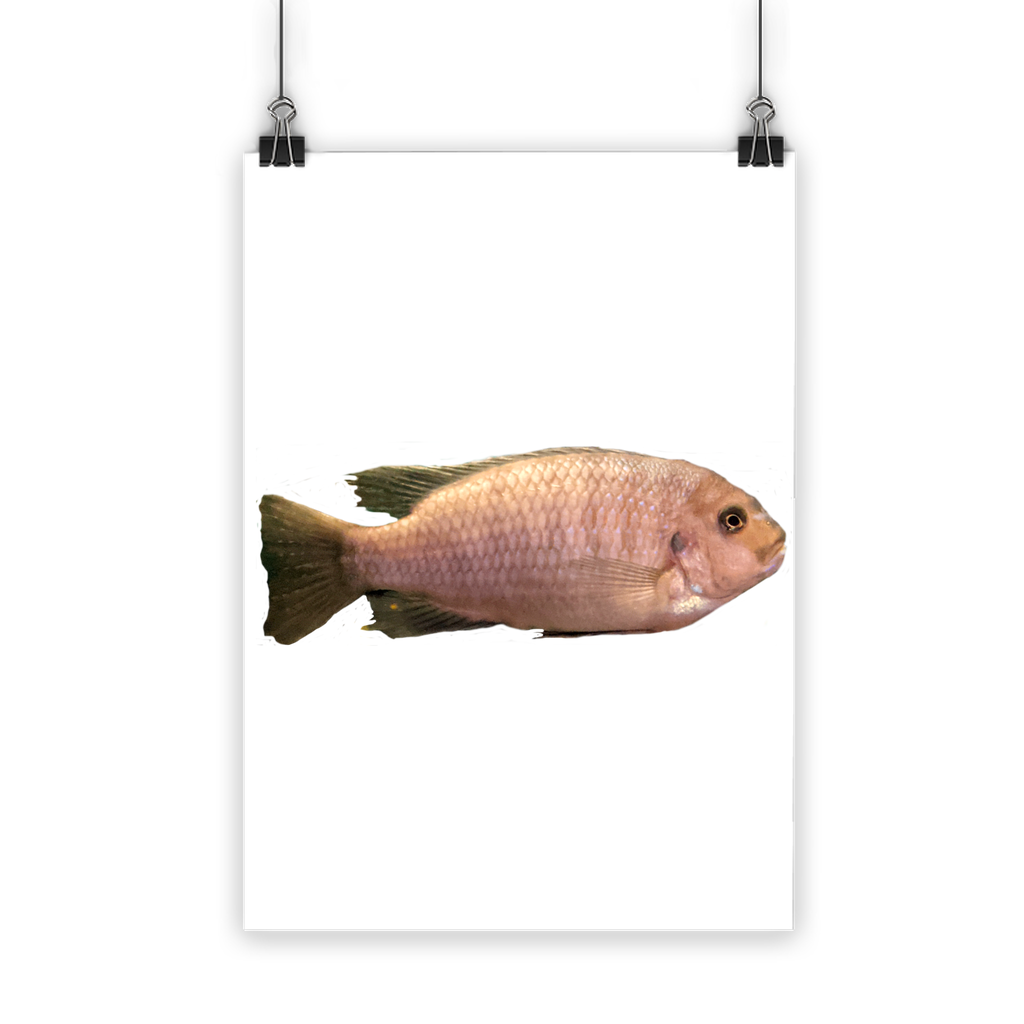 Cream Peach Fish Classic Poster featuring vibrant colors and a semi-gloss finish, suitable for indoor and outdoor use.