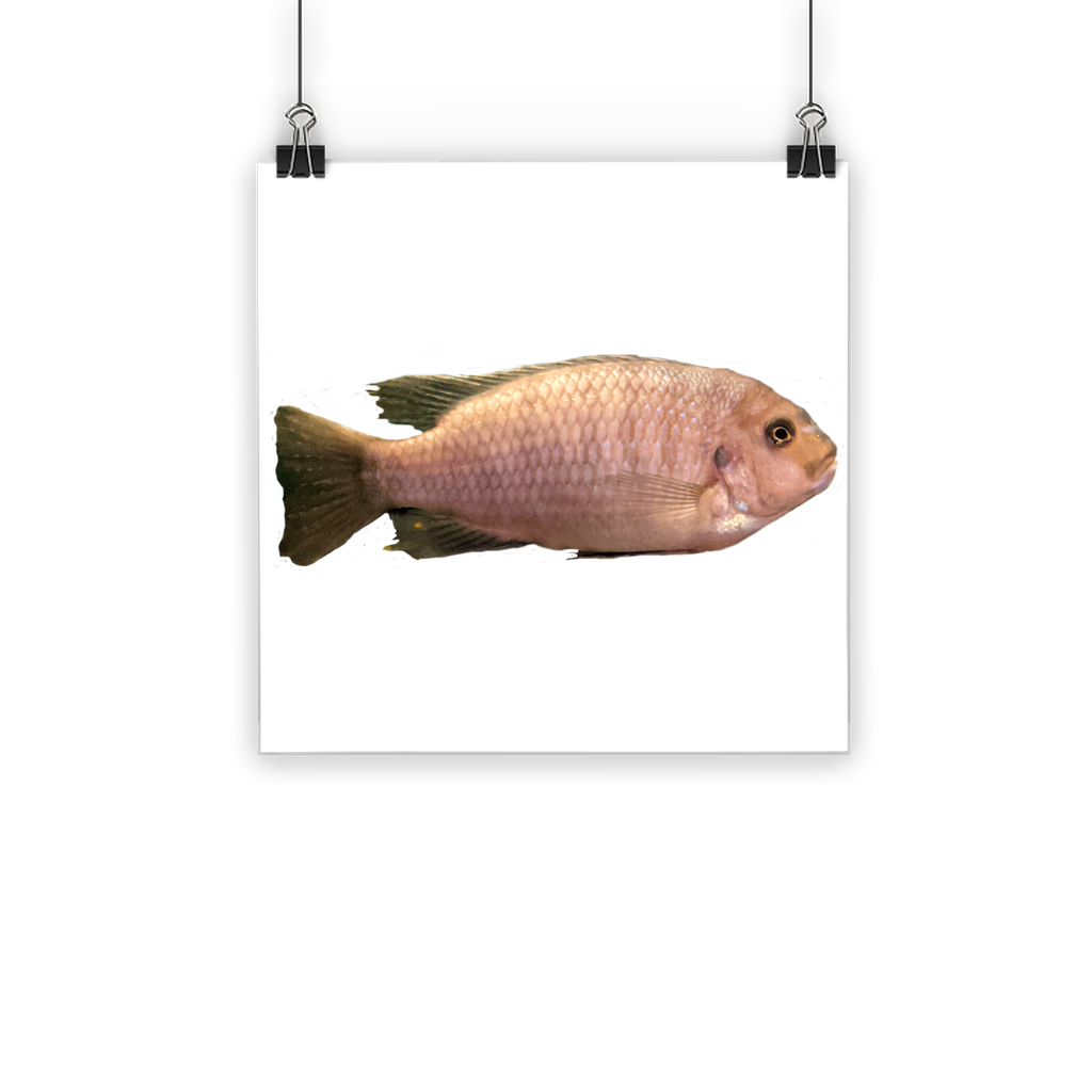 Cream Peach Fish Classic Poster featuring vibrant colors and a semi-gloss finish, suitable for indoor and outdoor use.