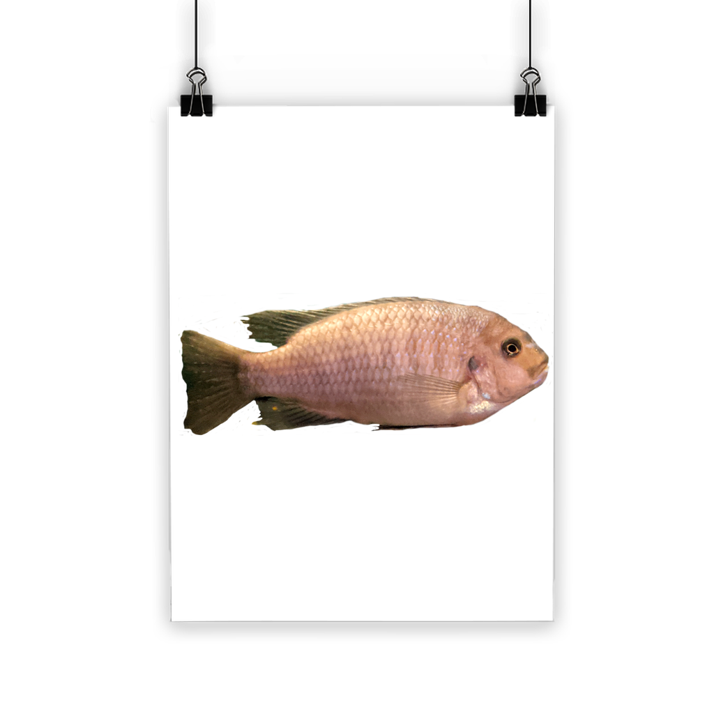 Cream Peach Fish Classic Poster featuring vibrant colors and a semi-gloss finish, suitable for indoor and outdoor use.