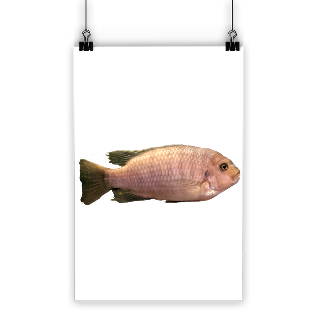 Cream Peach Fish Classic Poster featuring vibrant colors and a semi-gloss finish, suitable for indoor and outdoor use.