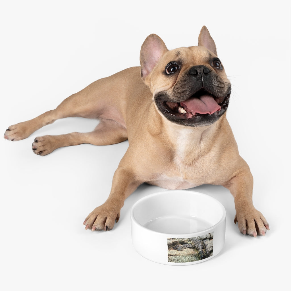 Crocodiles Pet Bowl made of white ceramic, featuring a customizable design, measuring 6 inches in diameter and 2.25 inches tall.