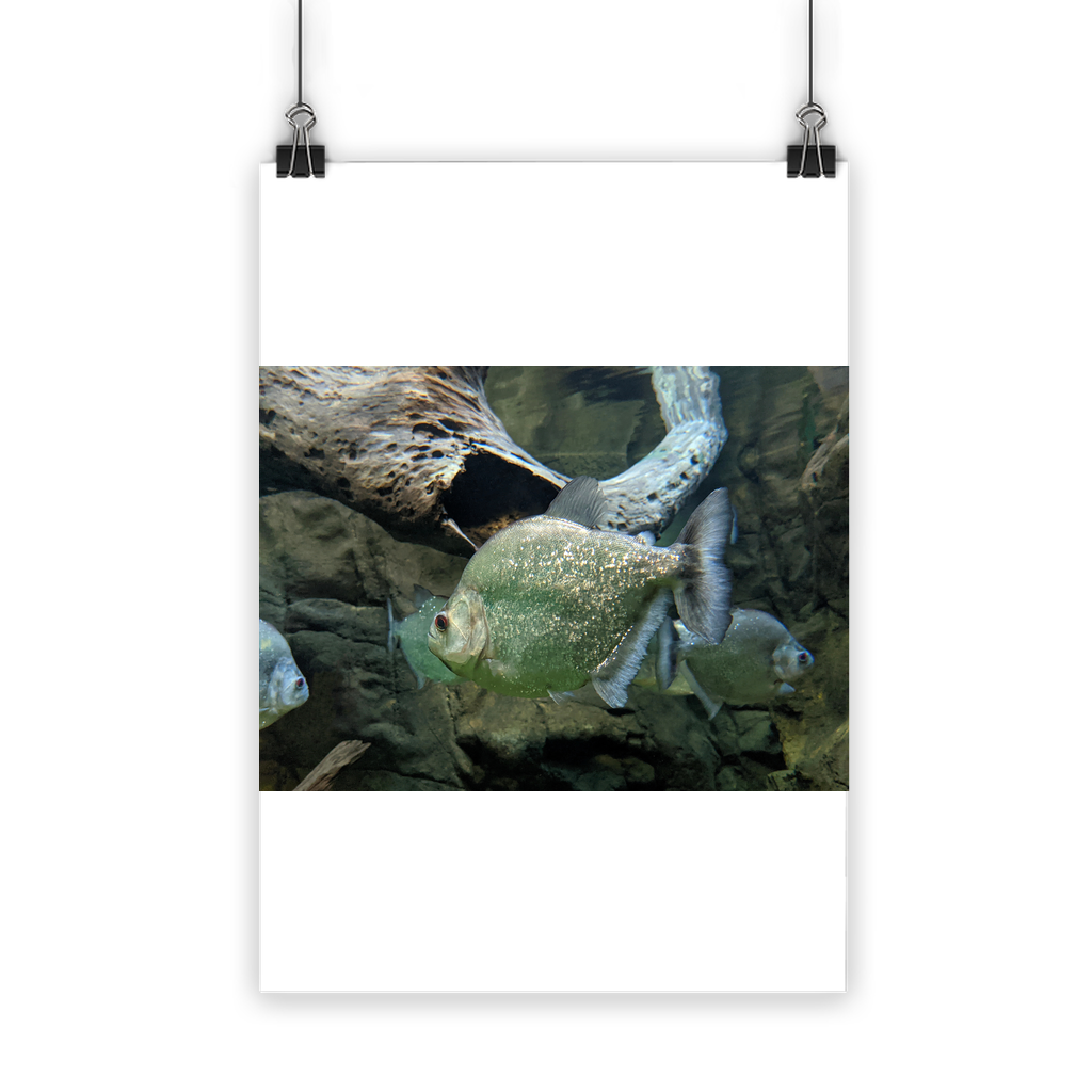 Glitter Green Fish Classic Poster featuring vibrant colors and a semi-gloss finish, ideal for indoor and outdoor display.