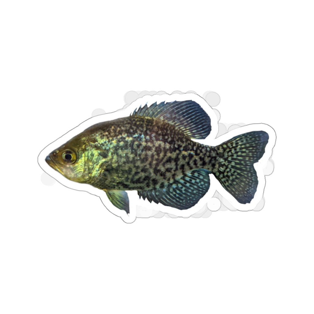 Golden Fish Kiss-Cut Stickers showcasing various shapes and sizes on a white background.