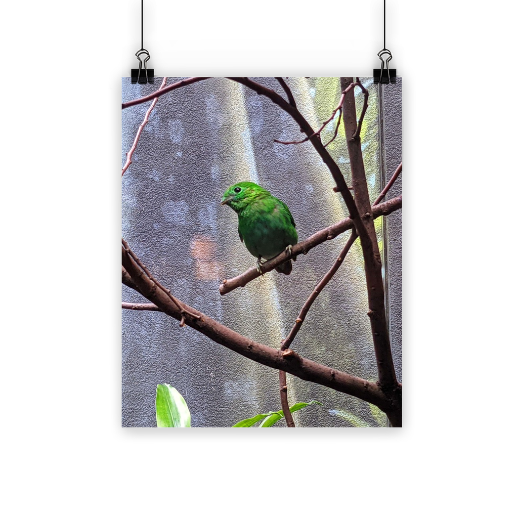 A vibrant Green Bird Classic Poster showcasing bright colors and a semi-gloss finish, ideal for indoor and outdoor display.