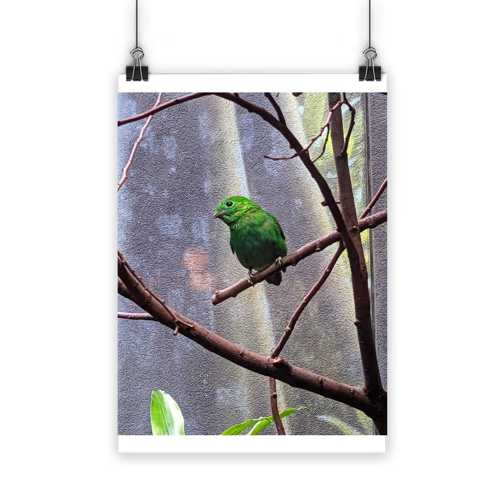 A vibrant Green Bird Classic Poster showcasing bright colors and a semi-gloss finish, ideal for indoor and outdoor display.