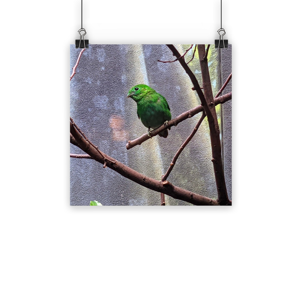 A vibrant Green Bird Classic Poster showcasing bright colors and a semi-gloss finish, ideal for indoor and outdoor display.