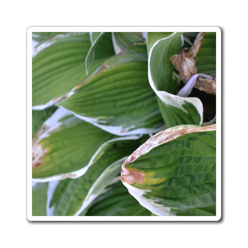 A set of Green Leaves Magnets showcasing vibrant green leaf designs on a black backing, ideal for metallic surfaces.