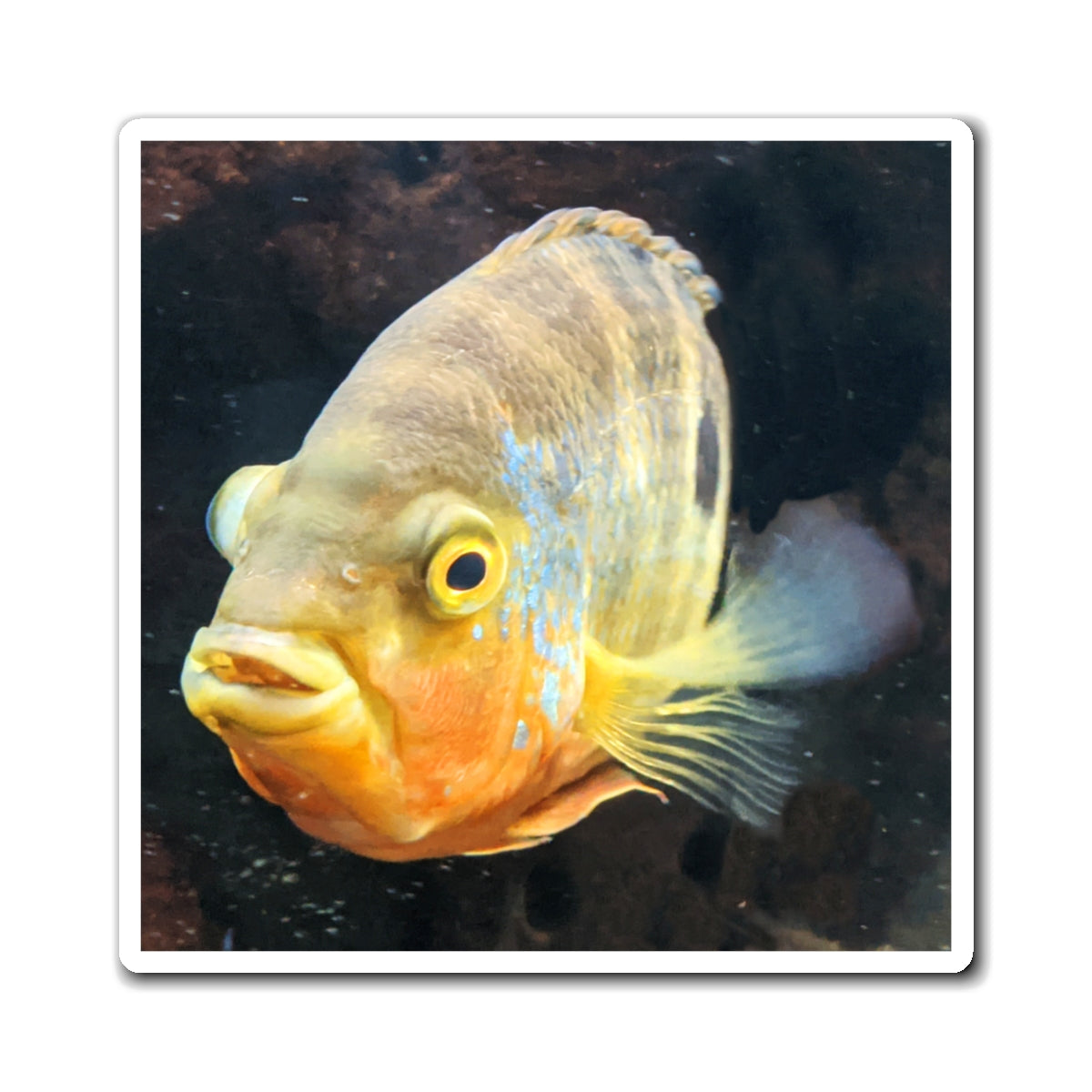 A set of Grey Orange Fish Magnets showcasing their vibrant colors and strong design, ideal for displaying messages on metallic surfaces.