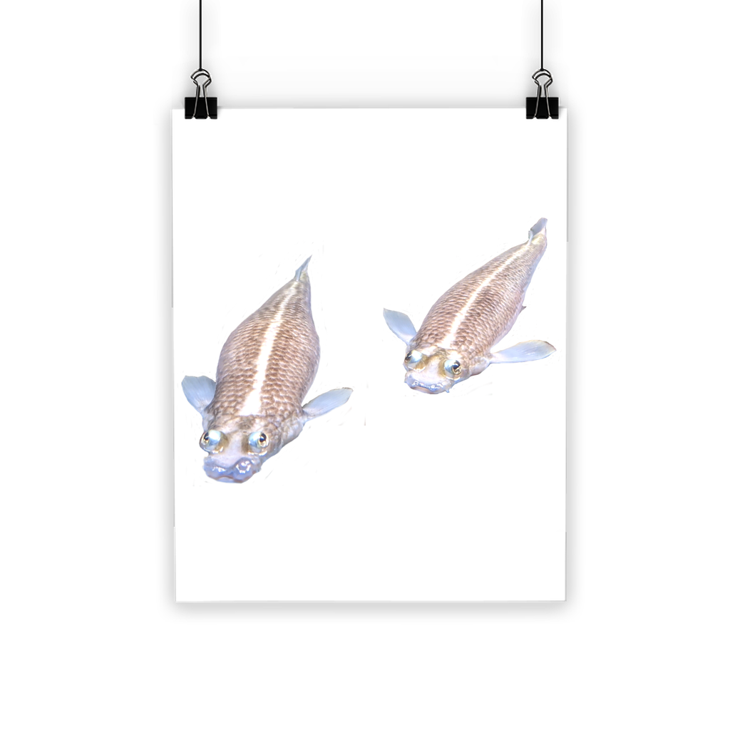 Koi Fish Classic Poster featuring vibrant colors on semi-gloss paper, showcasing a beautiful koi fish design.