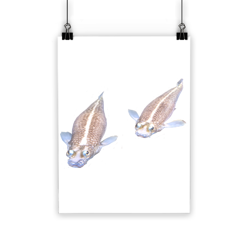 Koi Fish Classic Poster featuring vibrant colors on semi-gloss paper, showcasing a beautiful koi fish design.