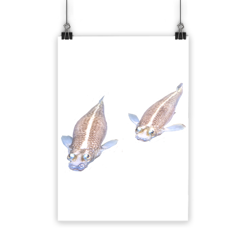 Koi Fish Classic Poster featuring vibrant colors on semi-gloss paper, showcasing a beautiful koi fish design.