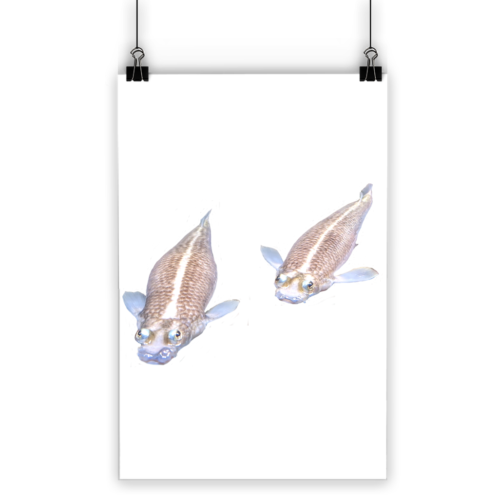 Koi Fish Classic Poster featuring vibrant colors on semi-gloss paper, showcasing a beautiful koi fish design.