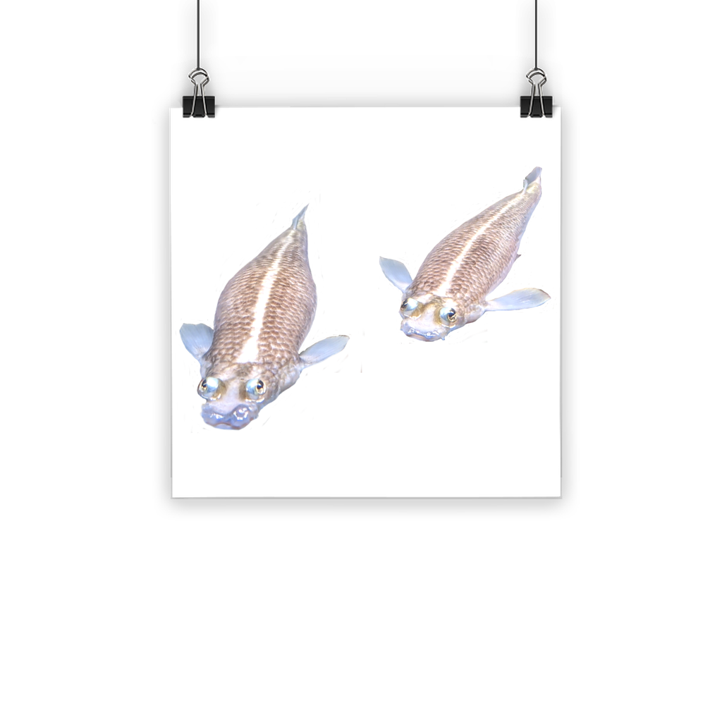 Koi Fish Classic Poster featuring vibrant colors on semi-gloss paper, showcasing a beautiful koi fish design.