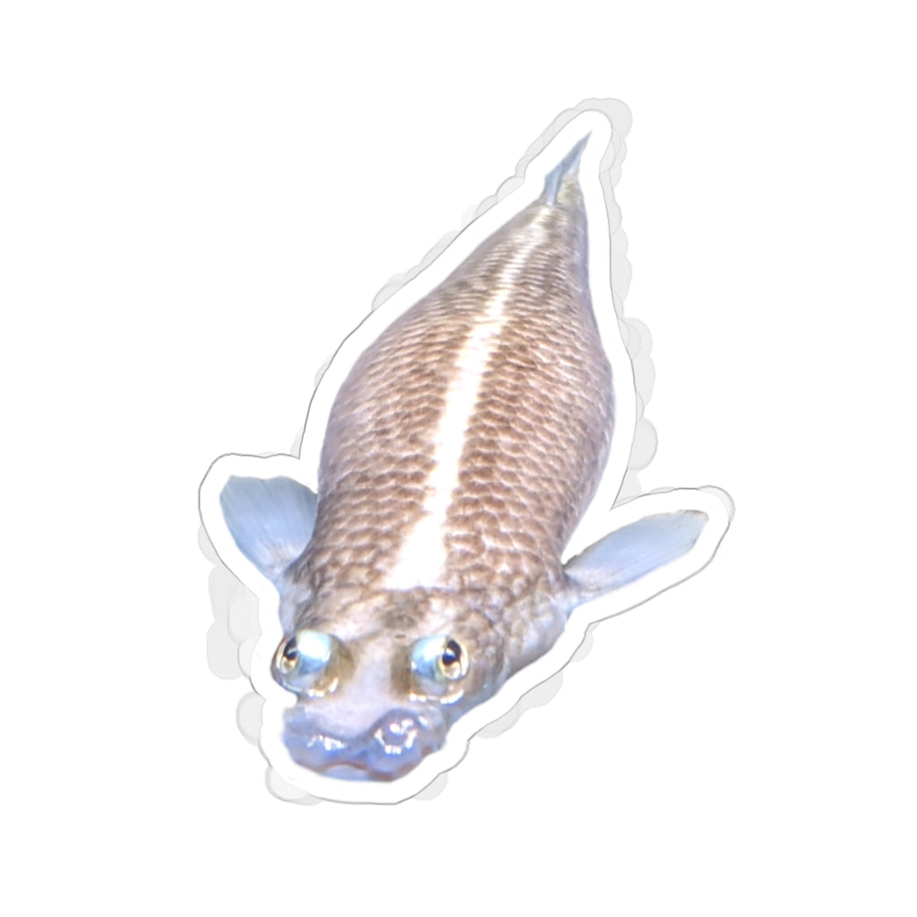 Colorful Koi Fish Kiss-Cut Stickers showcasing intricate designs on a white background.