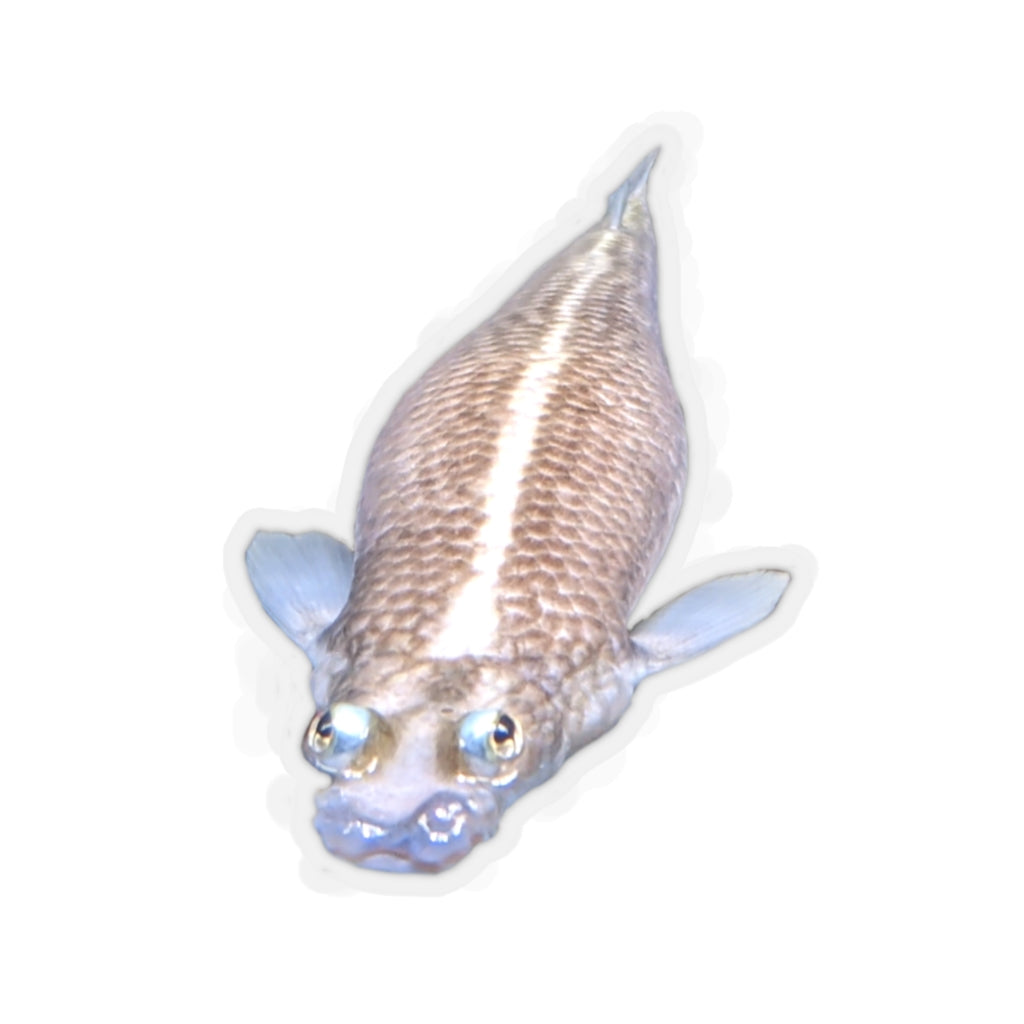 Colorful Koi Fish Kiss-Cut Stickers showcasing intricate designs on a white background.