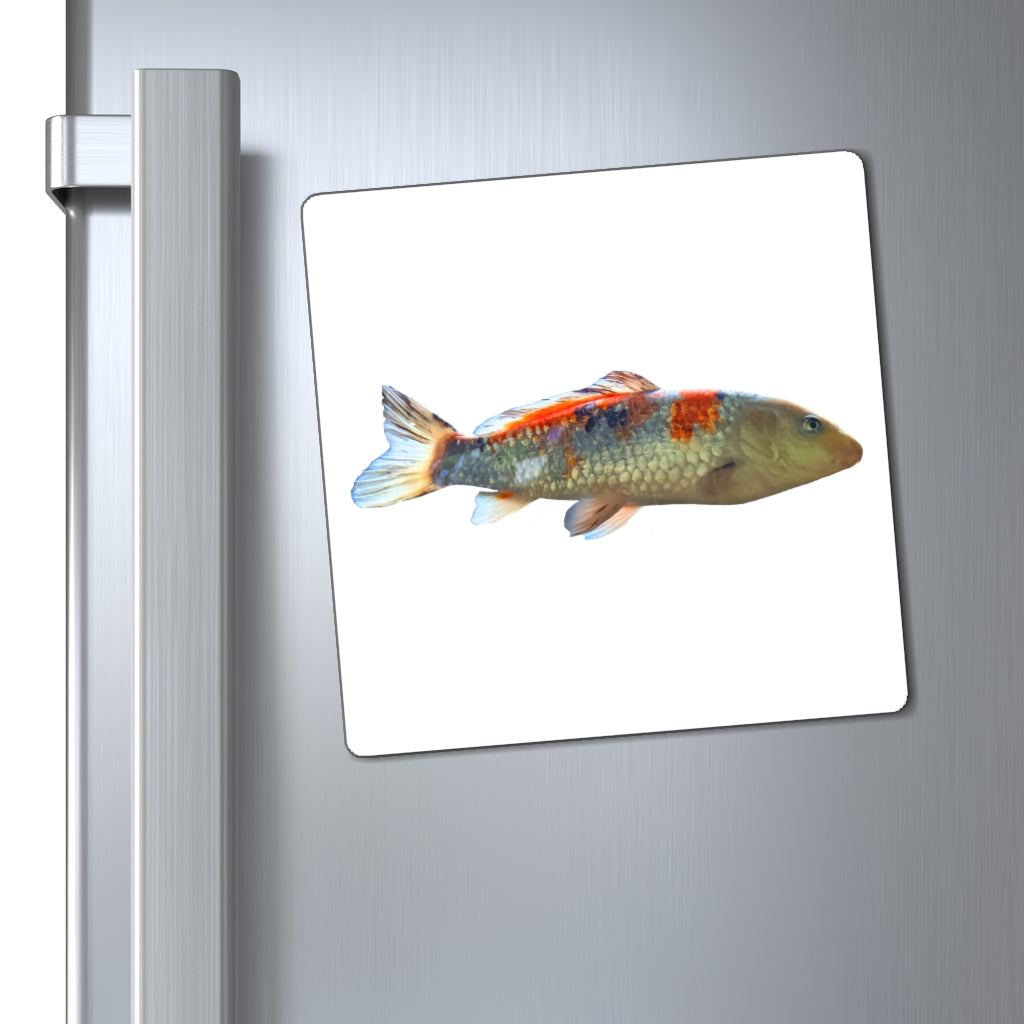 Colorful Koi Fish Magnets displayed on a metallic surface, showcasing vibrant designs and strong magnetic backing.