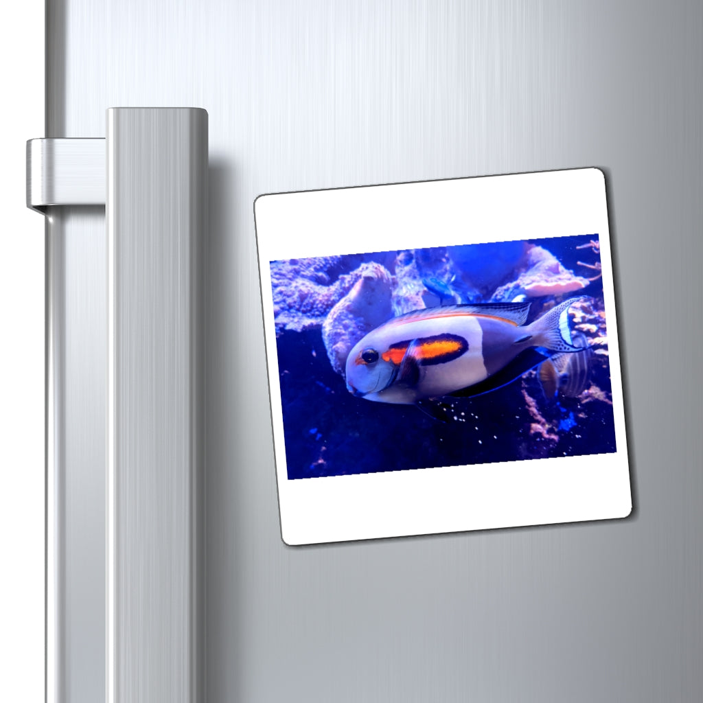 Light White Fish Magnets displayed on a metallic surface, showcasing their strong hold and sleek design.